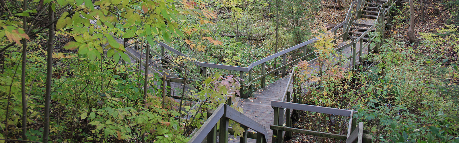 A lush ravine with wooden stairs